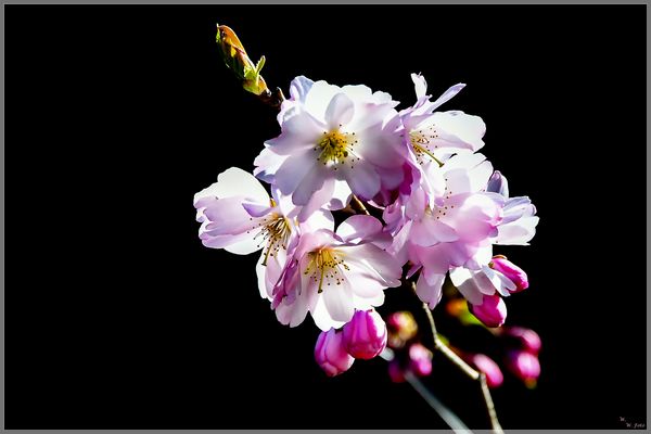 Japanische Kirschblühe