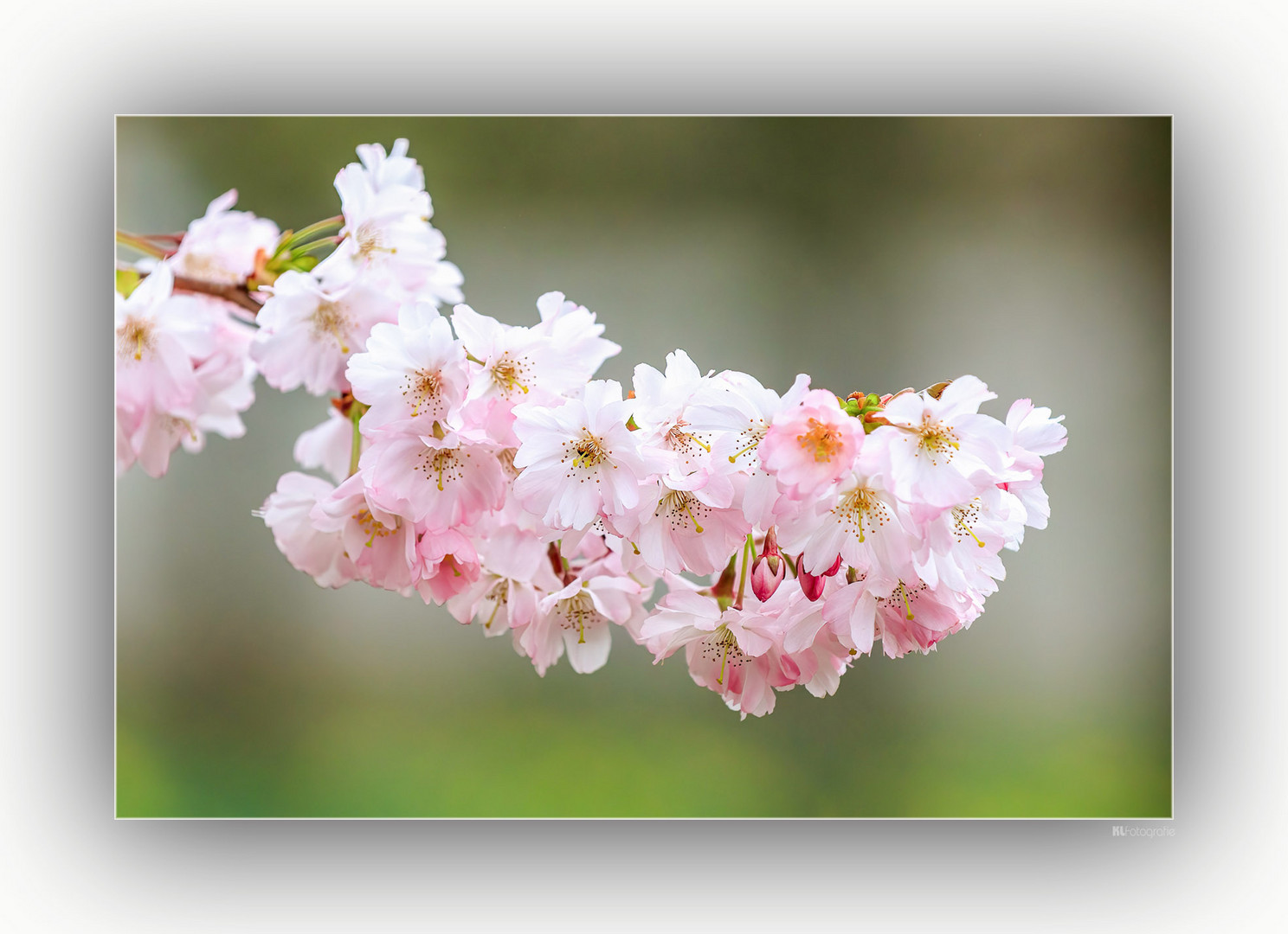 Japanische Kirschblüte...