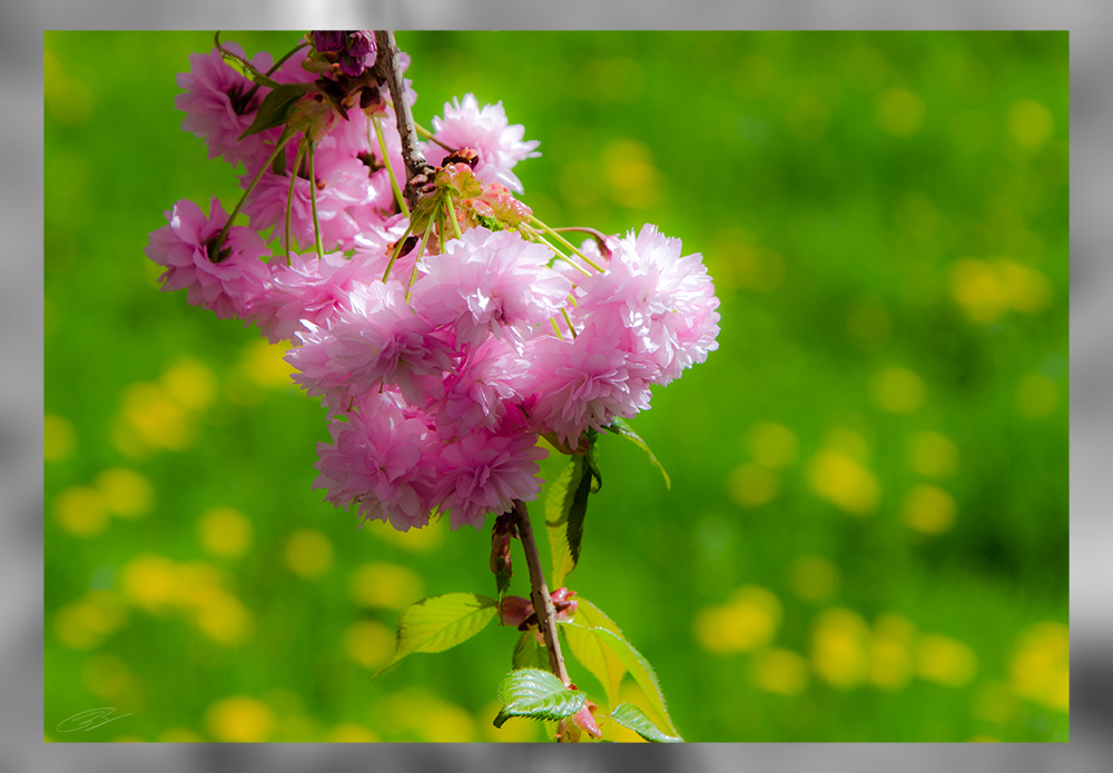 Japanische Kirschblüte - #1