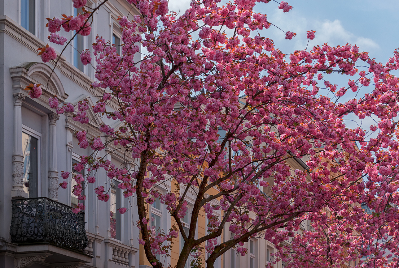 Japanische Kirschblüte