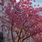 Japanische Kirschblüte