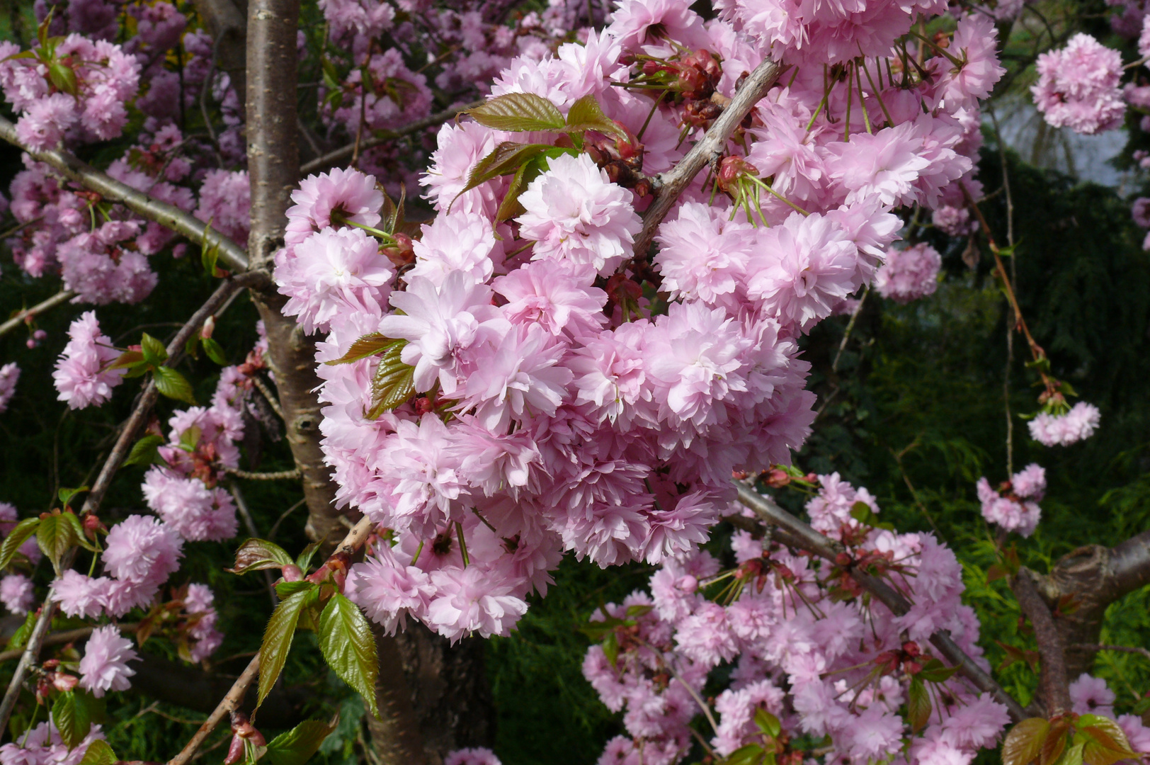 Japanische Kirschblüte