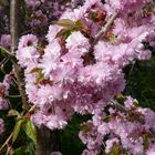 Japanische Kirschblüte