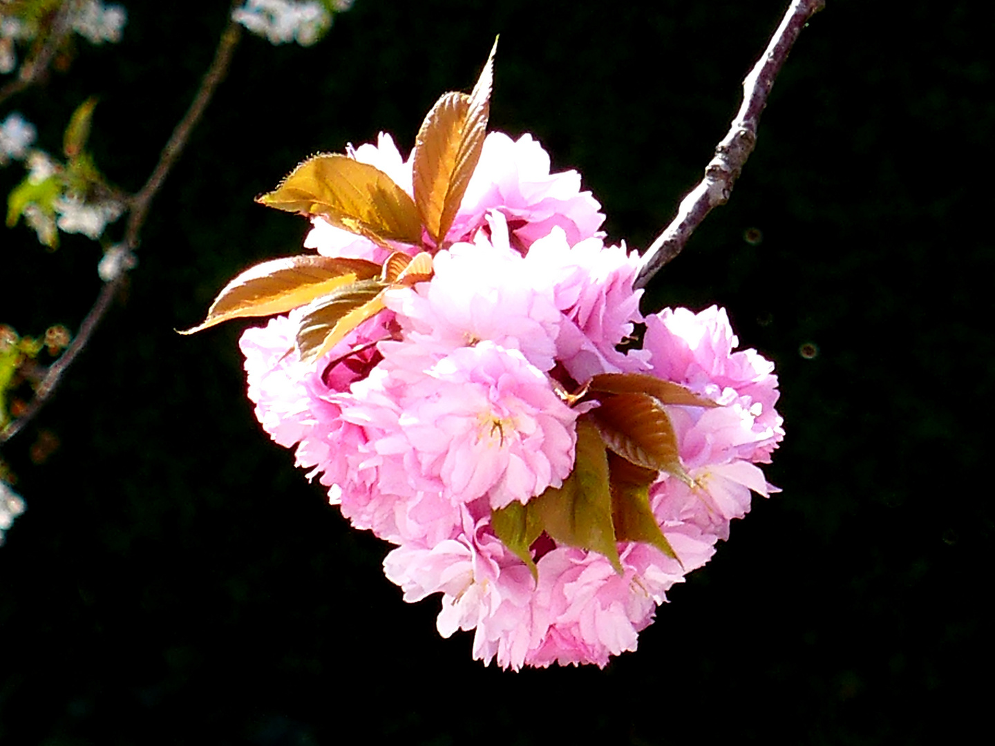 Japanische Kirschblüte