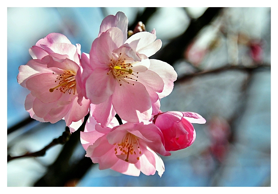 Japanische Kirschblüte 2