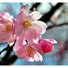 Japanische Kirschblüte 2