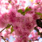Japanische Kirschblüte - #2