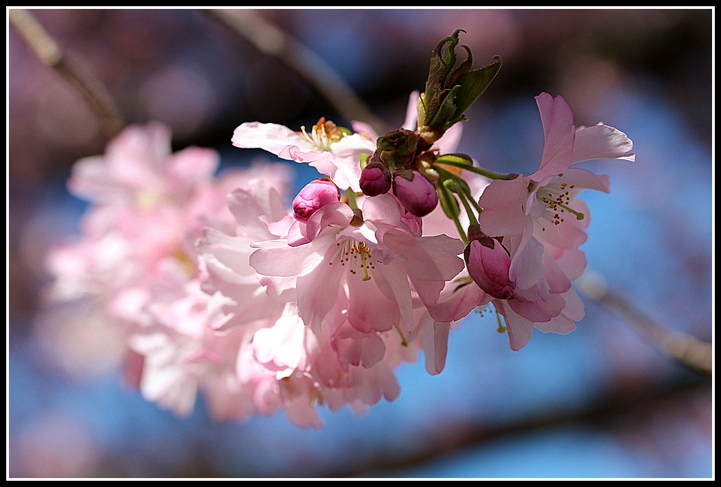 Japanische Kirschblüte 2