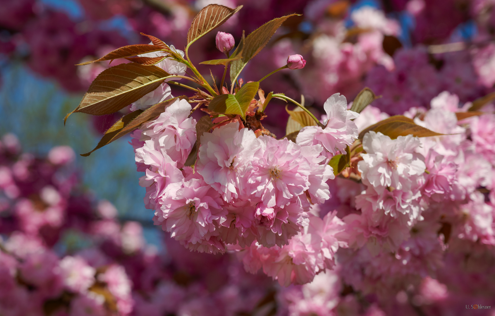 Japanische Kirschblüte 2 