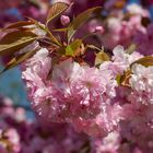 Japanische Kirschblüte 2 