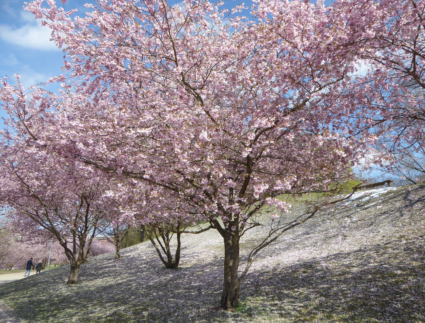 Japanische Kirschblüte  2