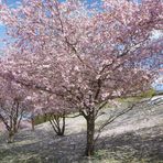 Japanische Kirschblüte  2