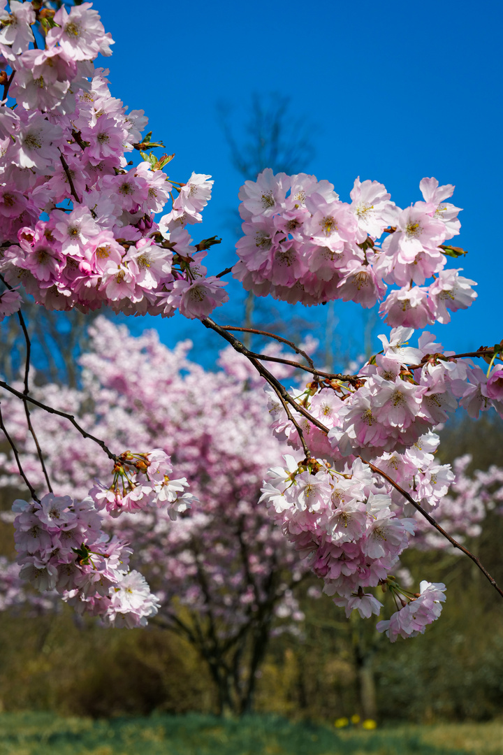 Japanische Kirschblüte