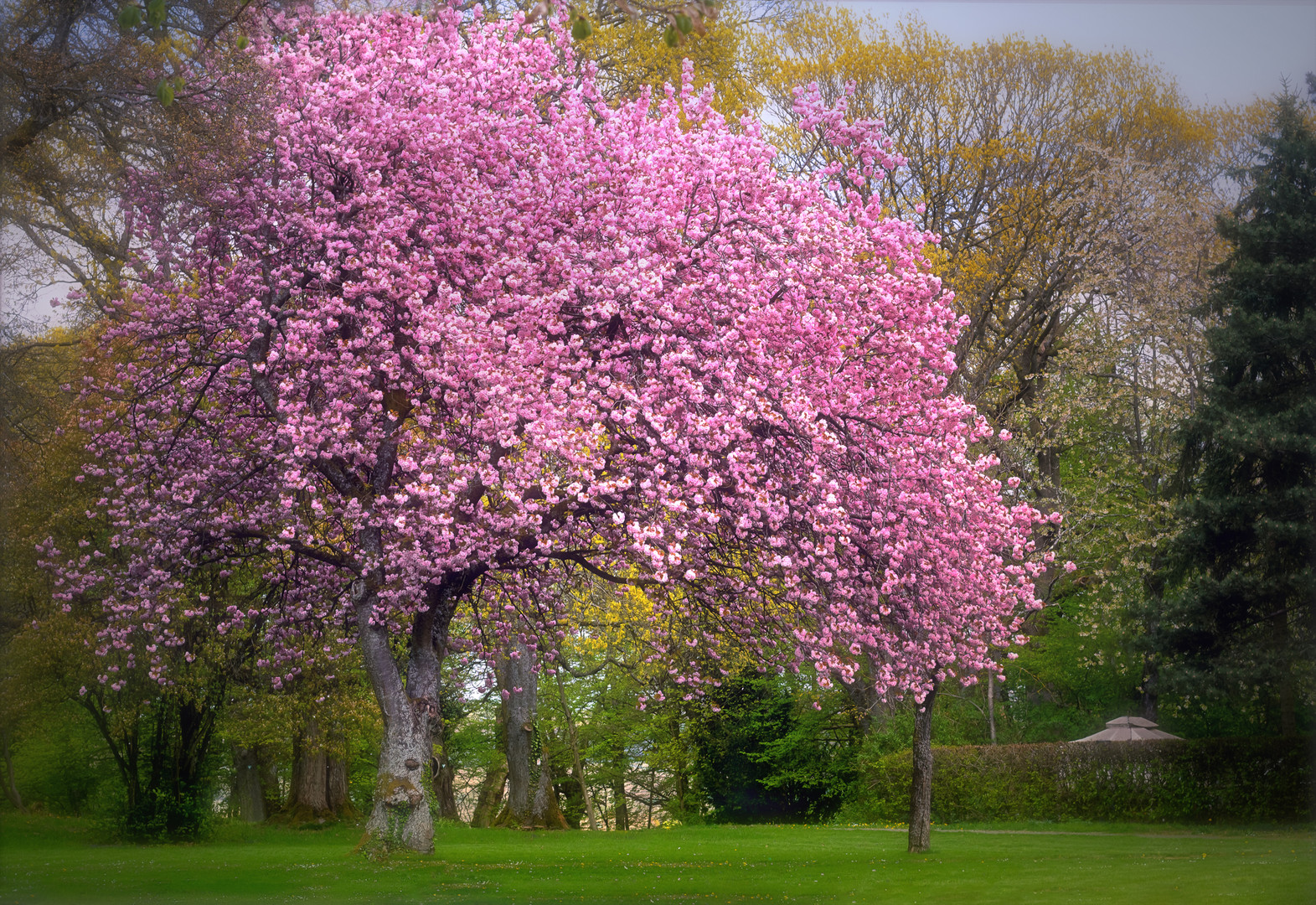 Japanische Kirschblüte