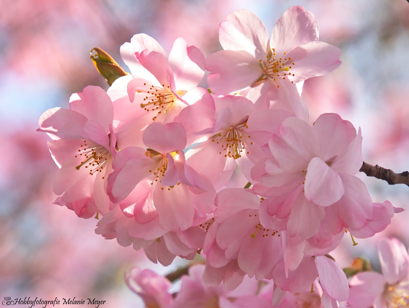 japanische Kirschblüte