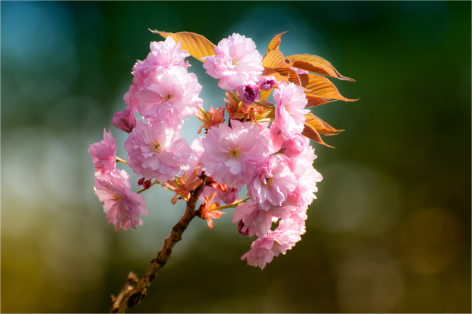 Japanische Kirschblüte