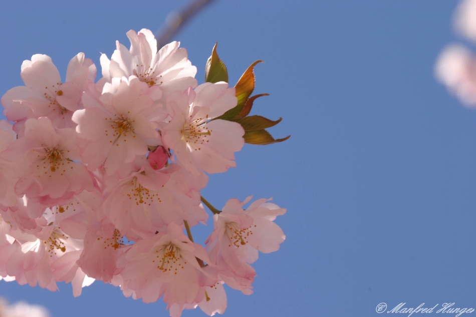 Japanische Kirschblüte - 3