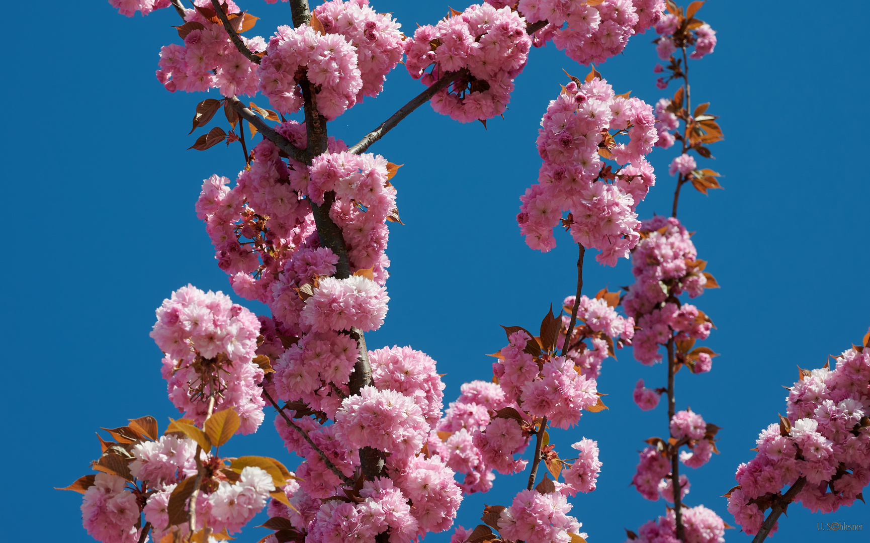 Japanische Kirschblüte 3