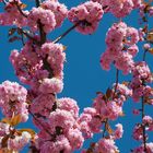 Japanische Kirschblüte 3