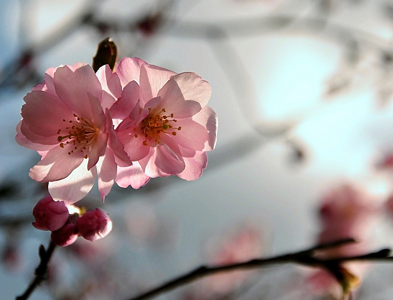 Japanische Kirschblüte 3
