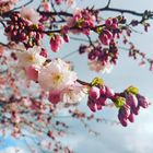 japanische Kirschblüte 