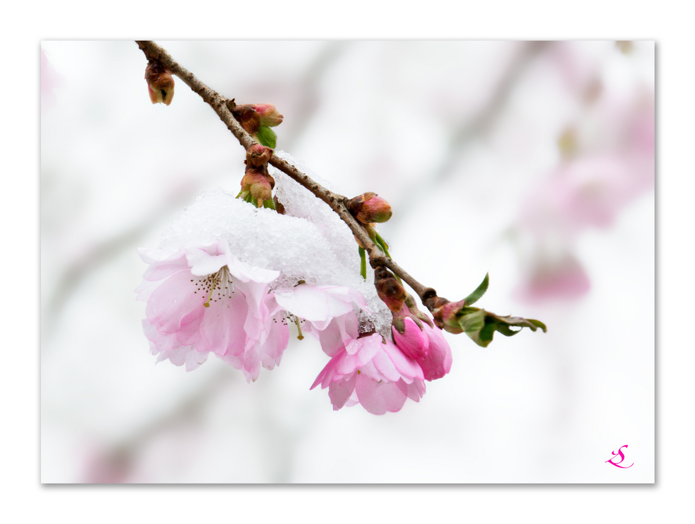 Japanische Kirschblüte