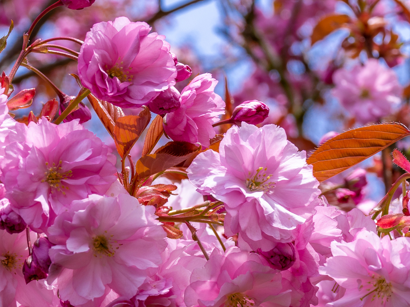 Japanische Kirschblüte