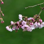 japanische  Kirschblüte .....