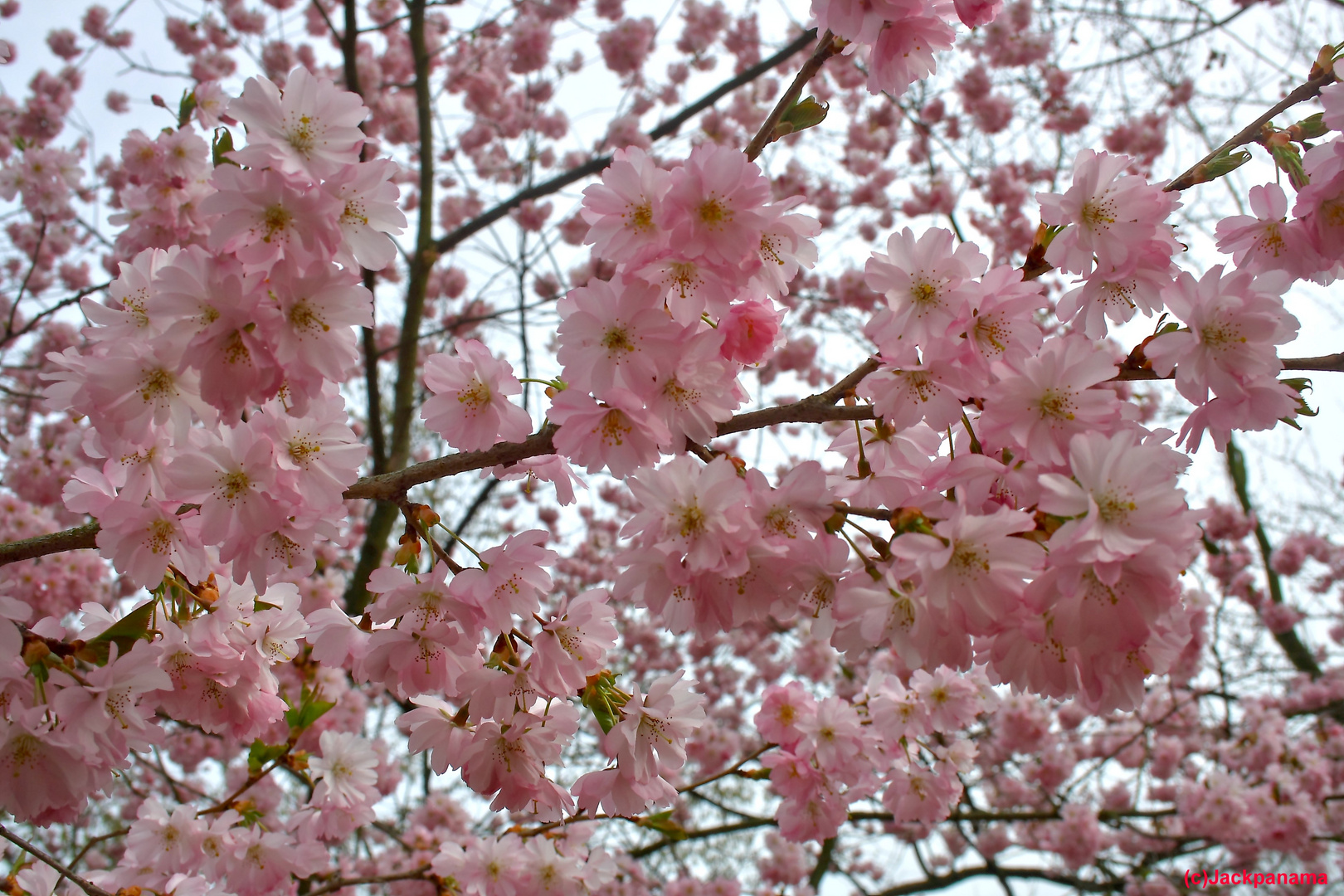 Japanische Kirschblüte