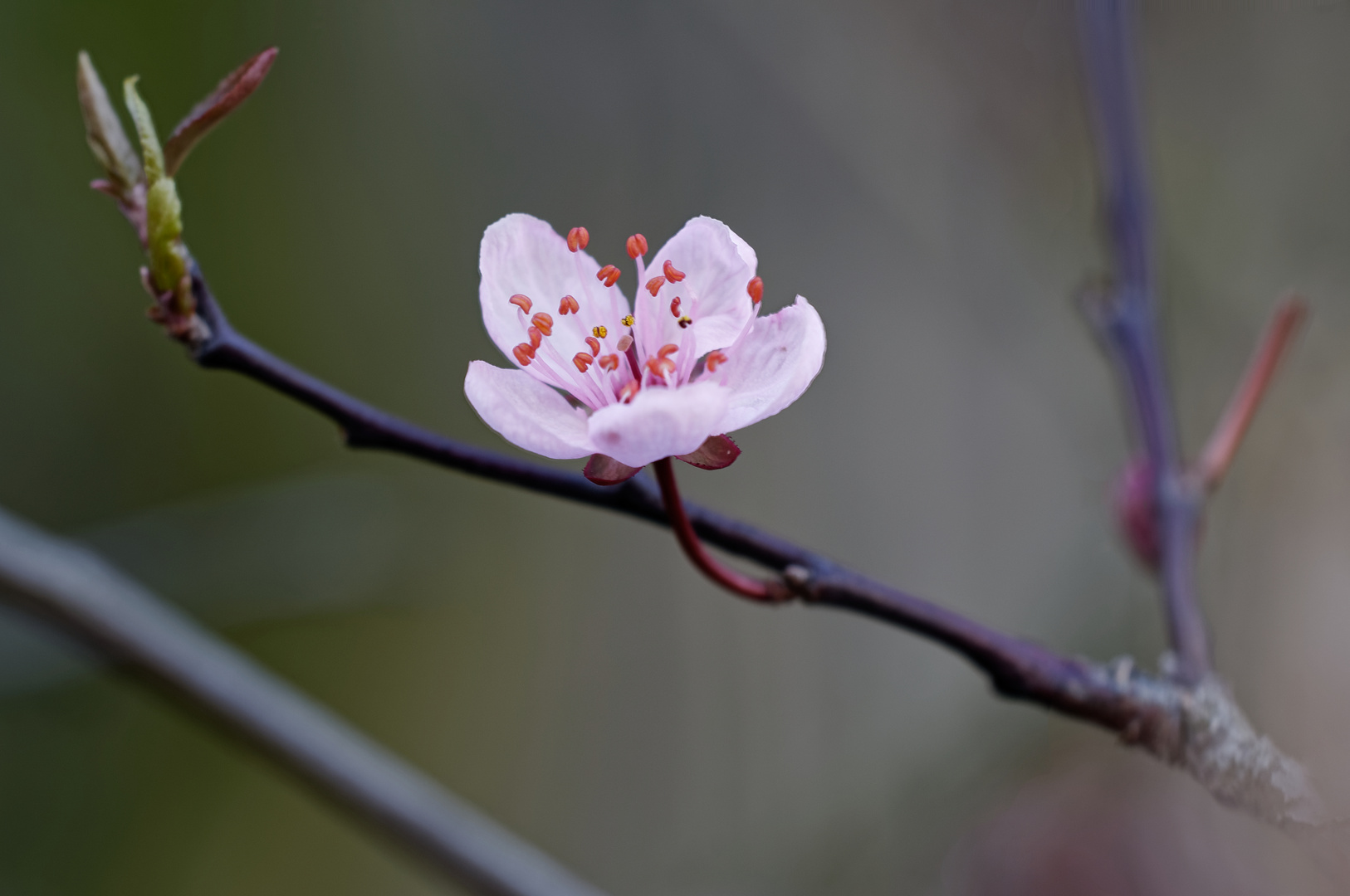 Japanische Kirschblüte