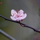 Japanische Kirschblüte