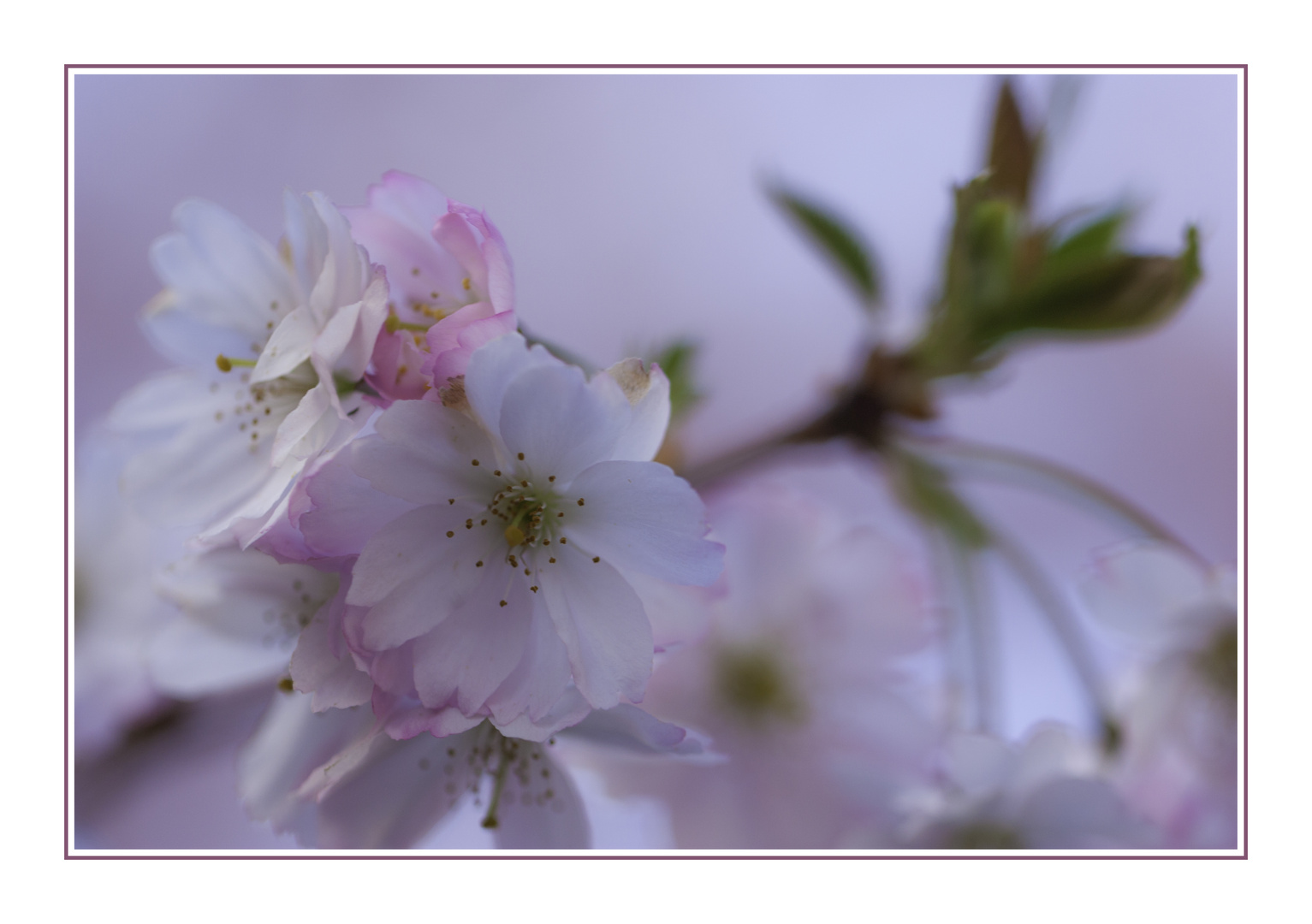 japanische Kirschblüte