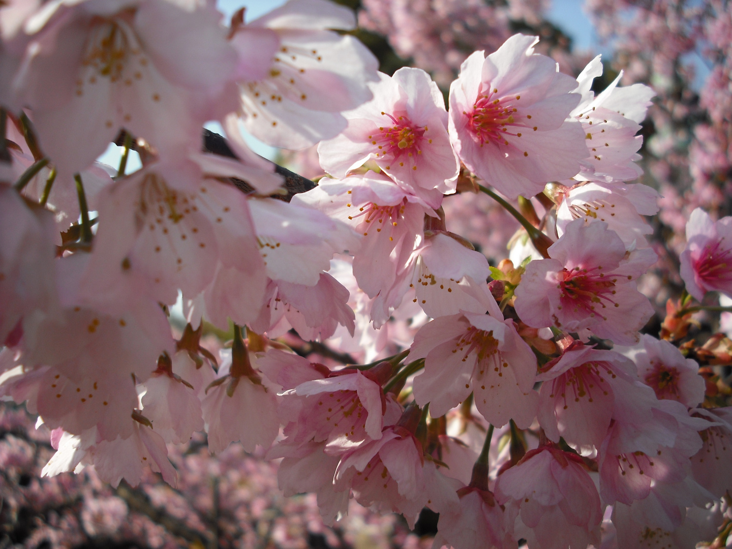 Japanische Kirschblüte