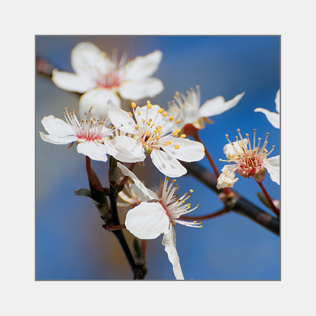 Japanische Kirschblüte