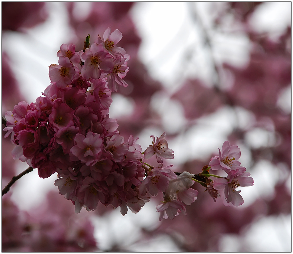 Japanische Kirschblüte