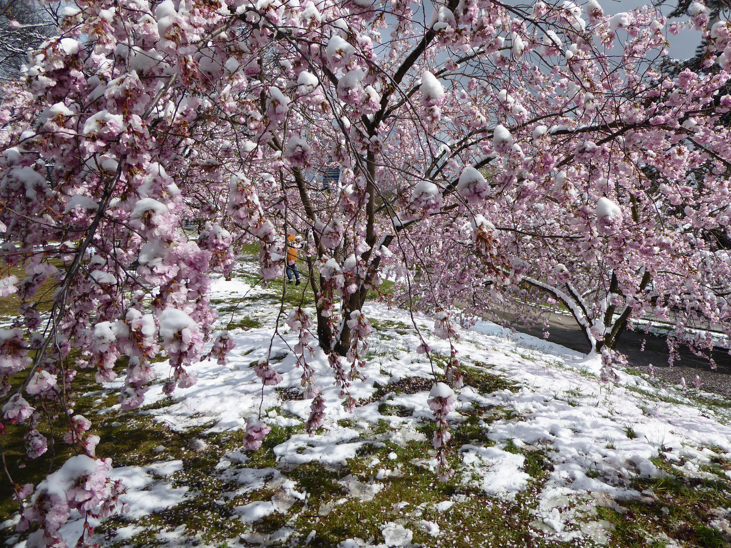 Japanische Kirschblüte...