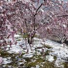 Japanische Kirschblüte...