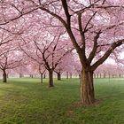 Japanische Kirschblüte