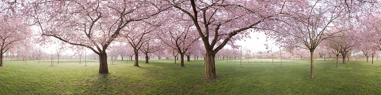 Japanische Kirschblüte