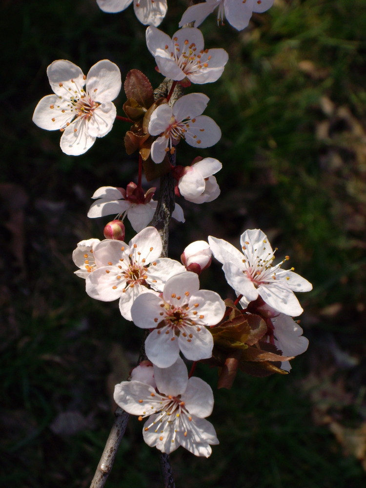 Japanische Kirschblüte