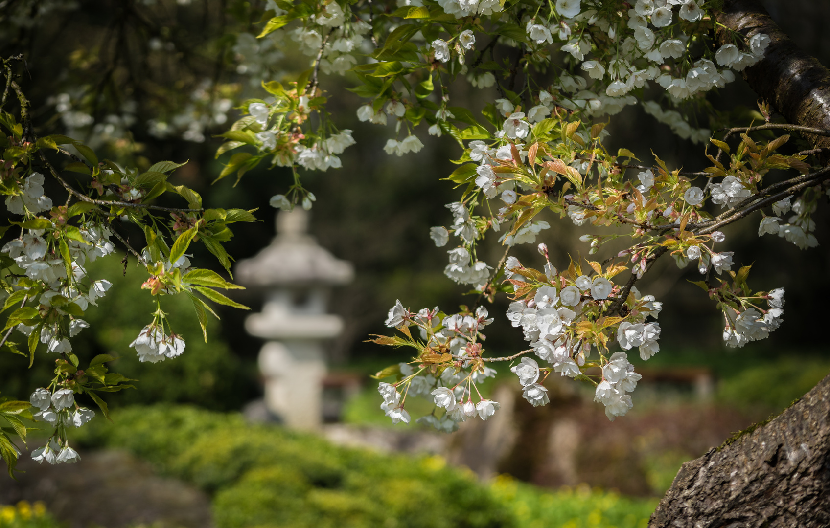 japanische kirschblüte