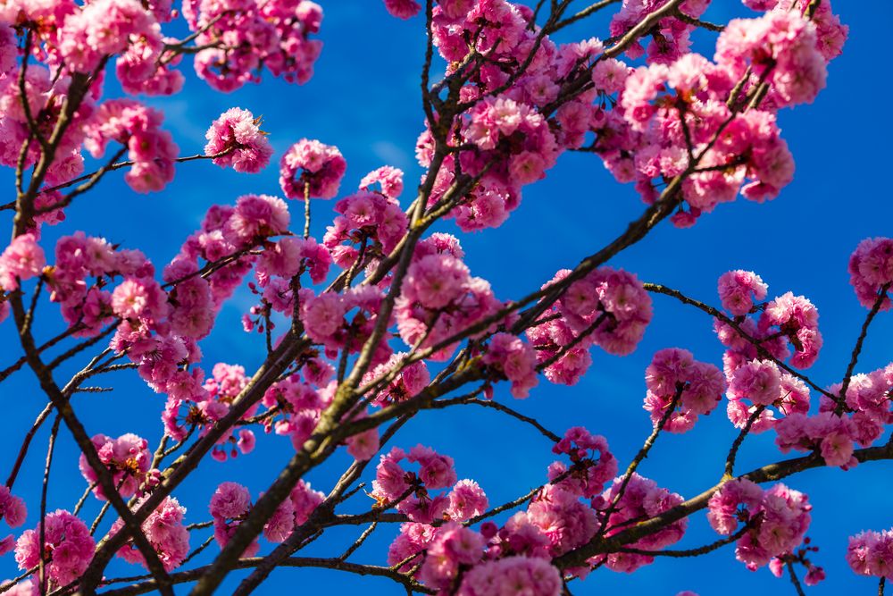 Japanische Kirschblüte