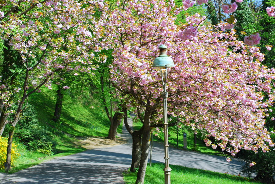 japanische kirschblüte