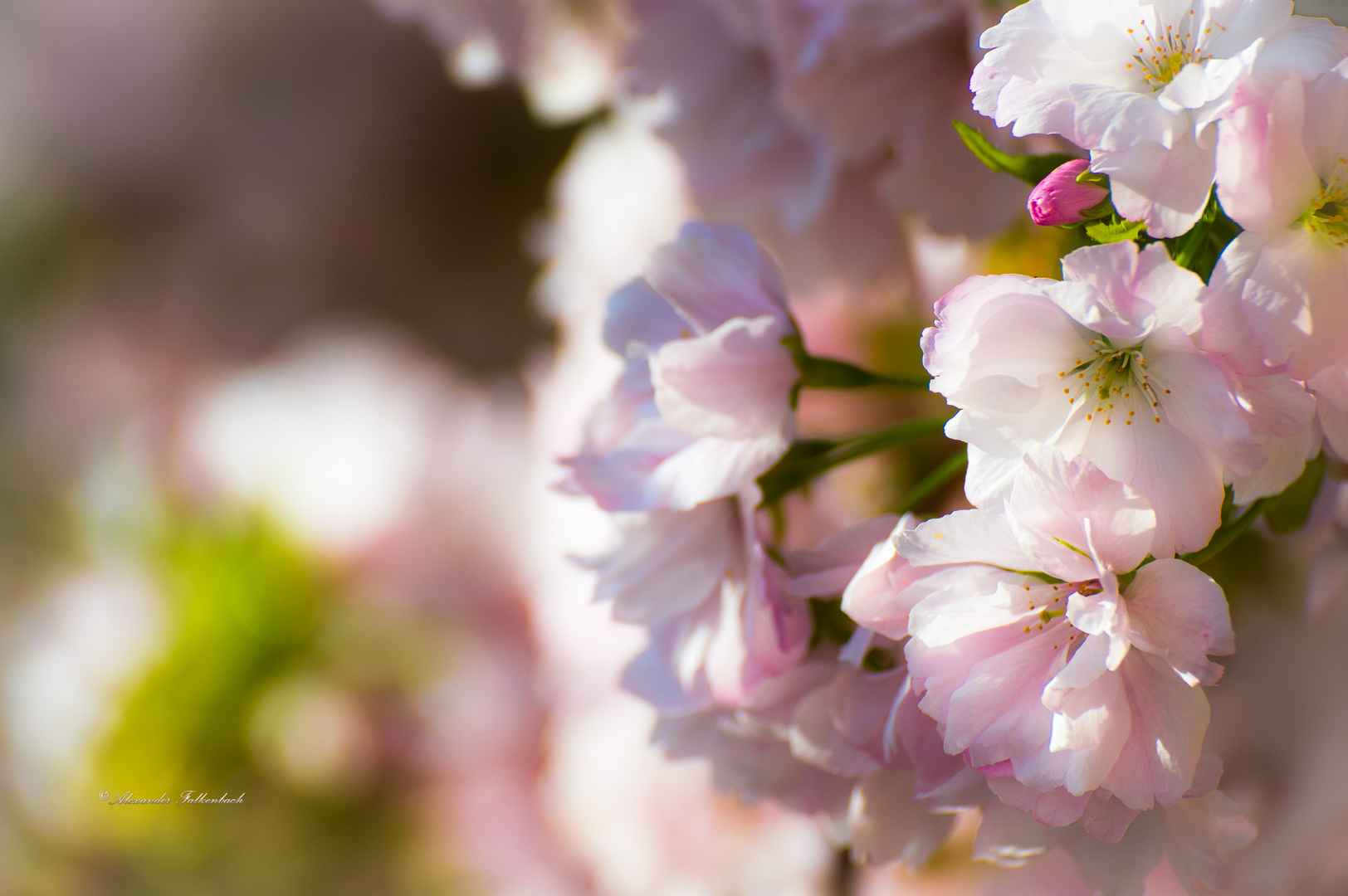 Japanische Kirschblüte