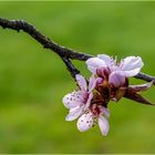 Japanische Kirschblüte