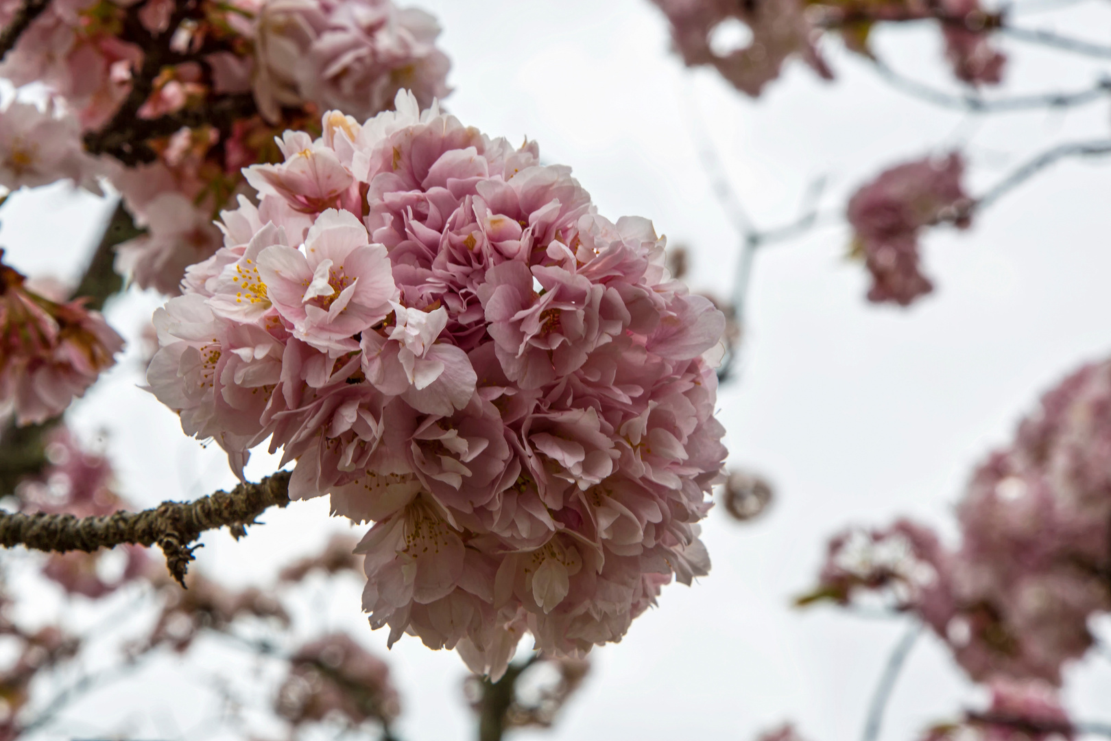 Japanische Kirschblüte