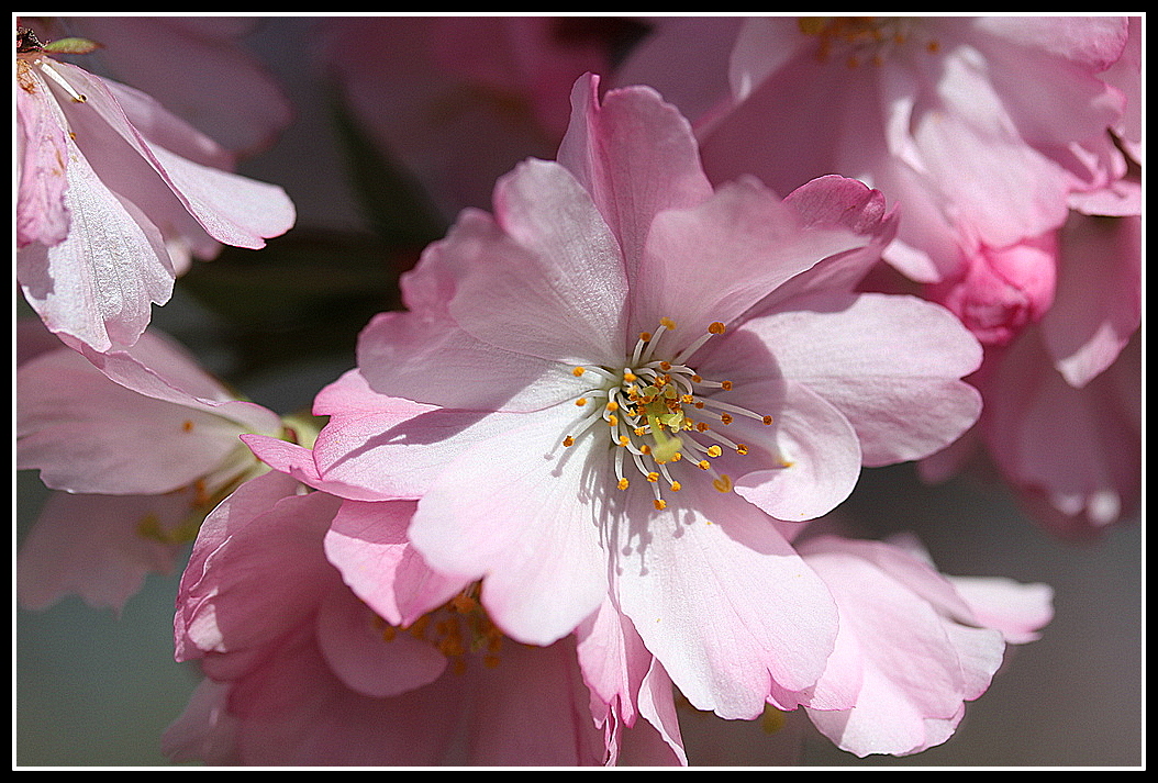 Japanische Kirschblüte