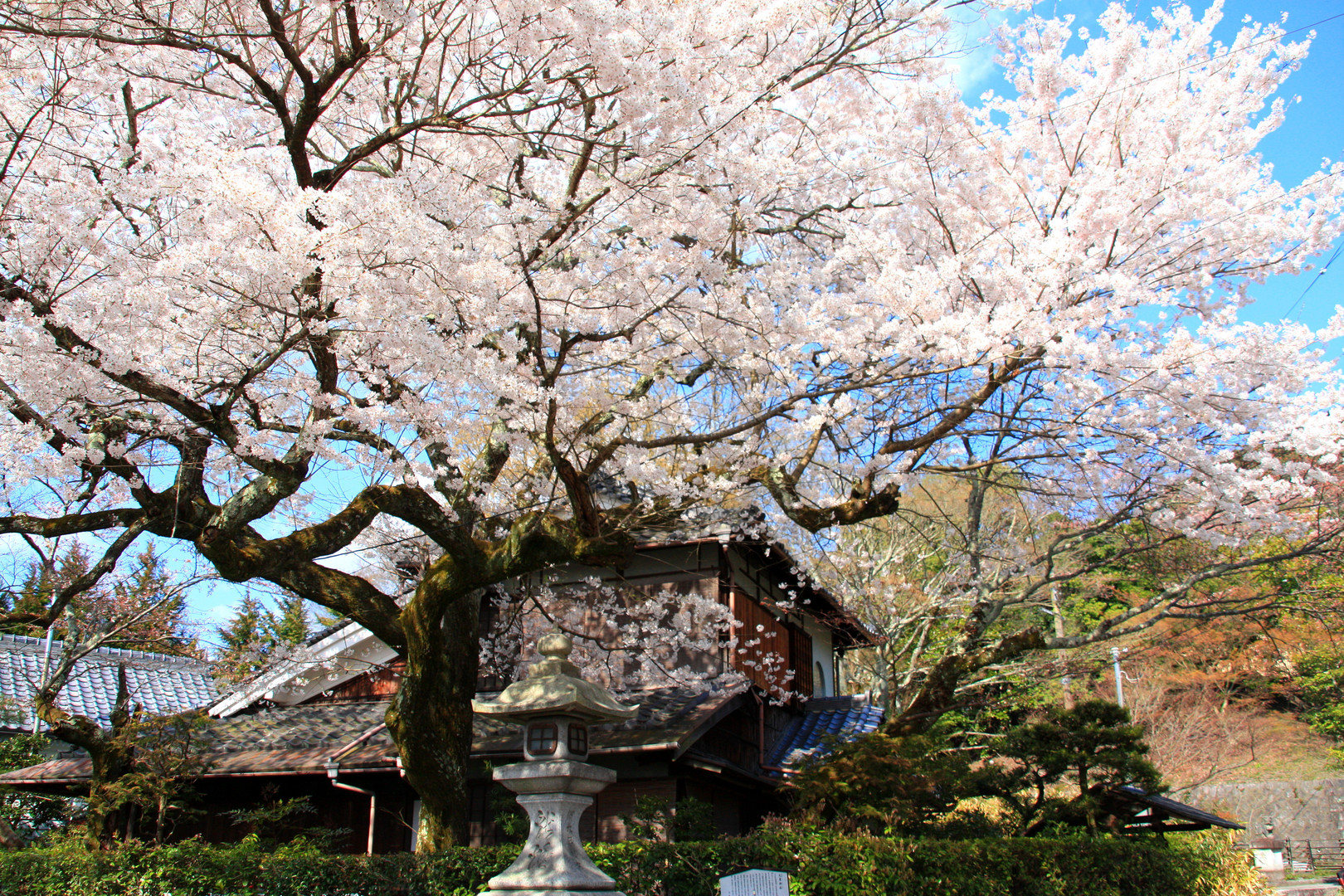 Japanische Kirschblüte