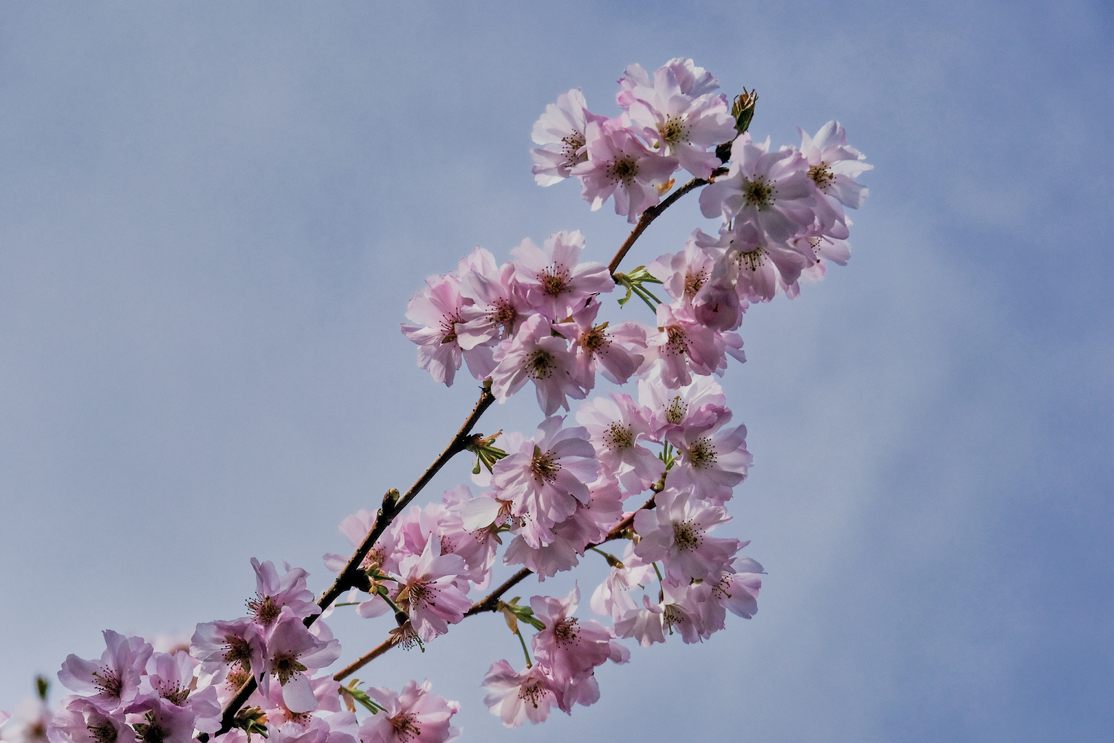 Japanische Kirschblüte