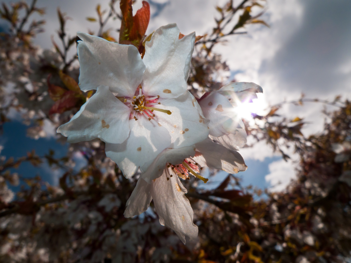 Japanische Kirschblüte